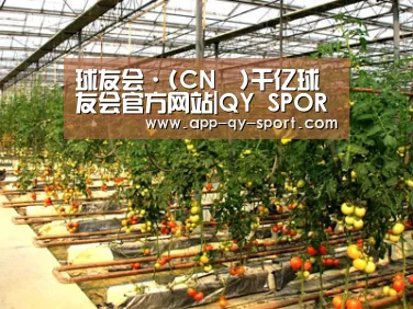 种植基地二(图1)